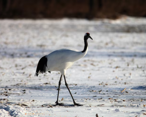 Crane