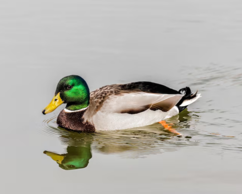 Duck- Aquatic Type of Bird Preschoolers should know
