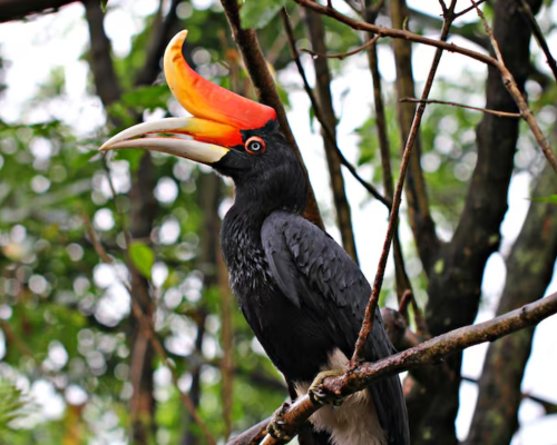 Hornbill- Fun Birds for Preschool Learning