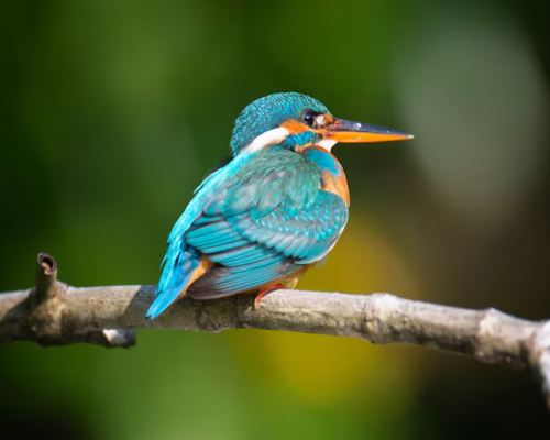 Kingfisher- Colourful Type of birds Preschoolers love