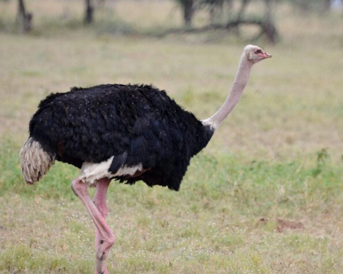 Ostrich- Fun Birds for Preschool Learning