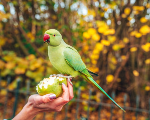 Parrot- Common Type of Bird
