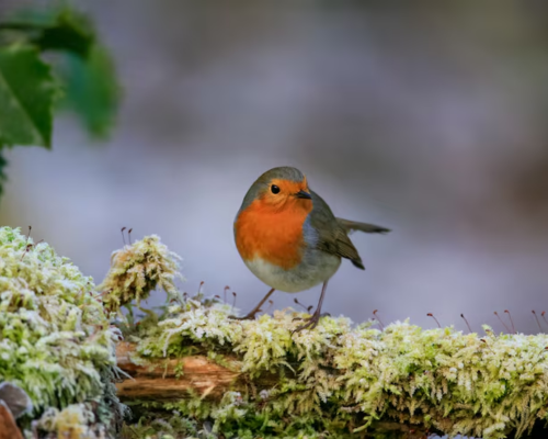 Robin- Little Type of Bird