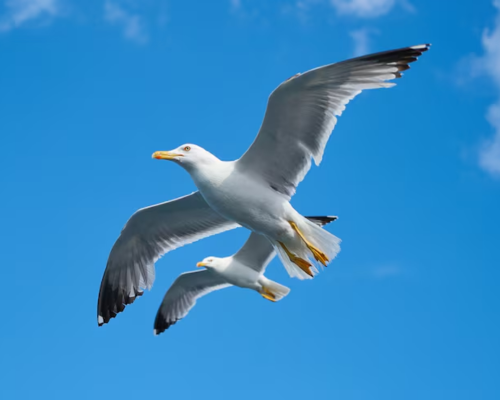 Seagull- Fun Birds for Preschool Learning
