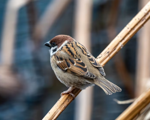 Sparrow- Common Type of Bird for Preschooler to know