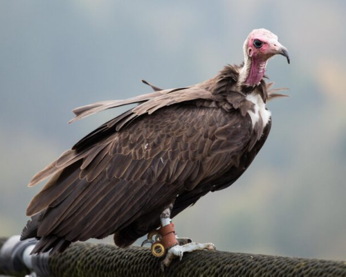 Vulture- Fun Birds for Preschool Learning