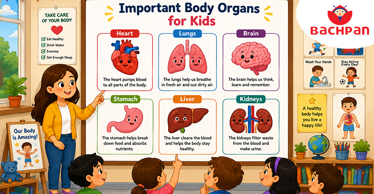 Main Body Organs for Kids to Learn