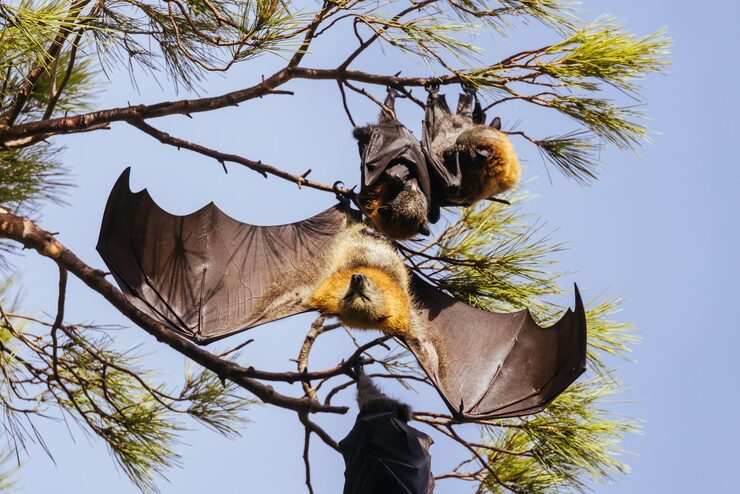 Bat with its young pup to help children learn animals and their babies names