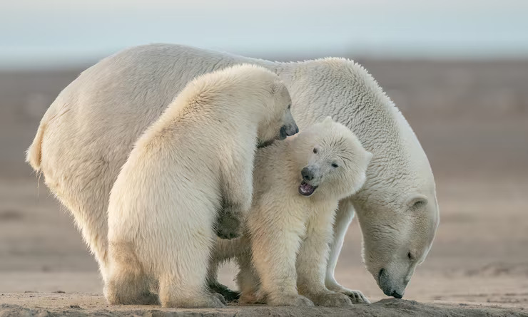 Bear and cub – animals and their babies names