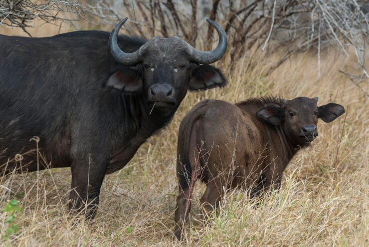Buffalo and calf – learn animal baby names