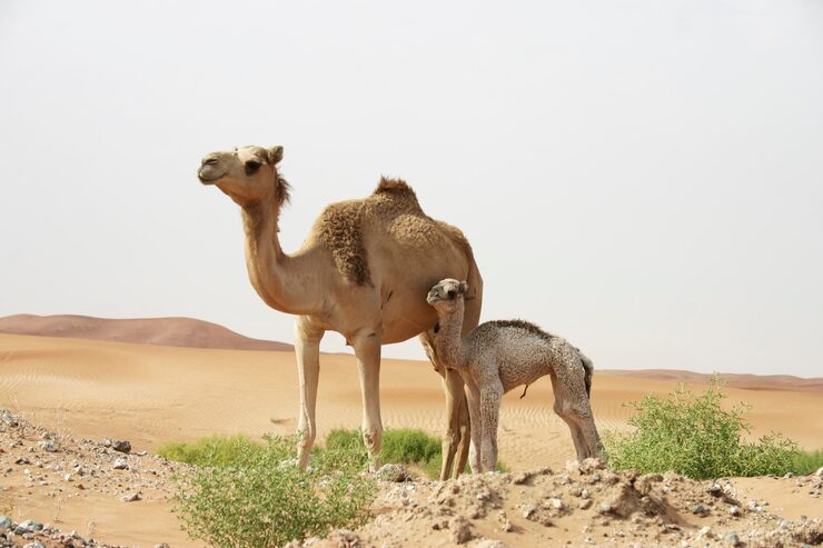 Camel and calf – animals and their babies names for kids