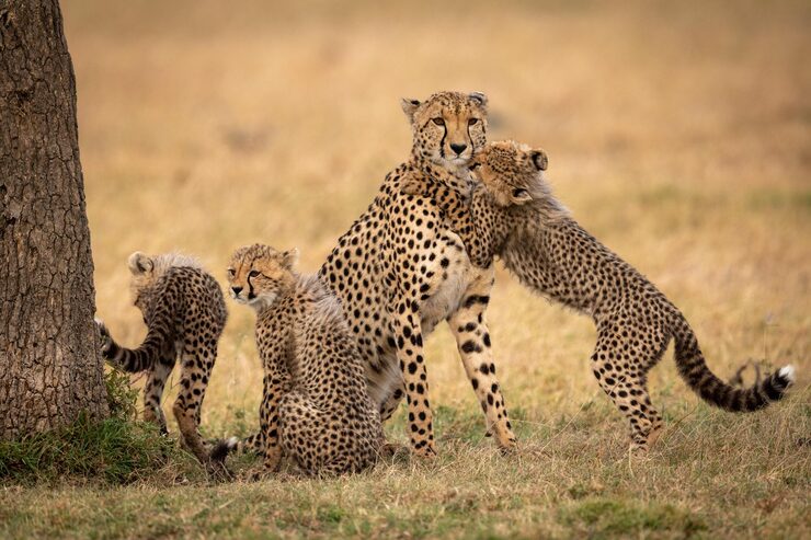 A cheetah with its young cub