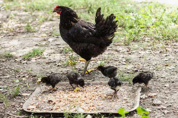 Chicken and chick to teach children animals and their babies names