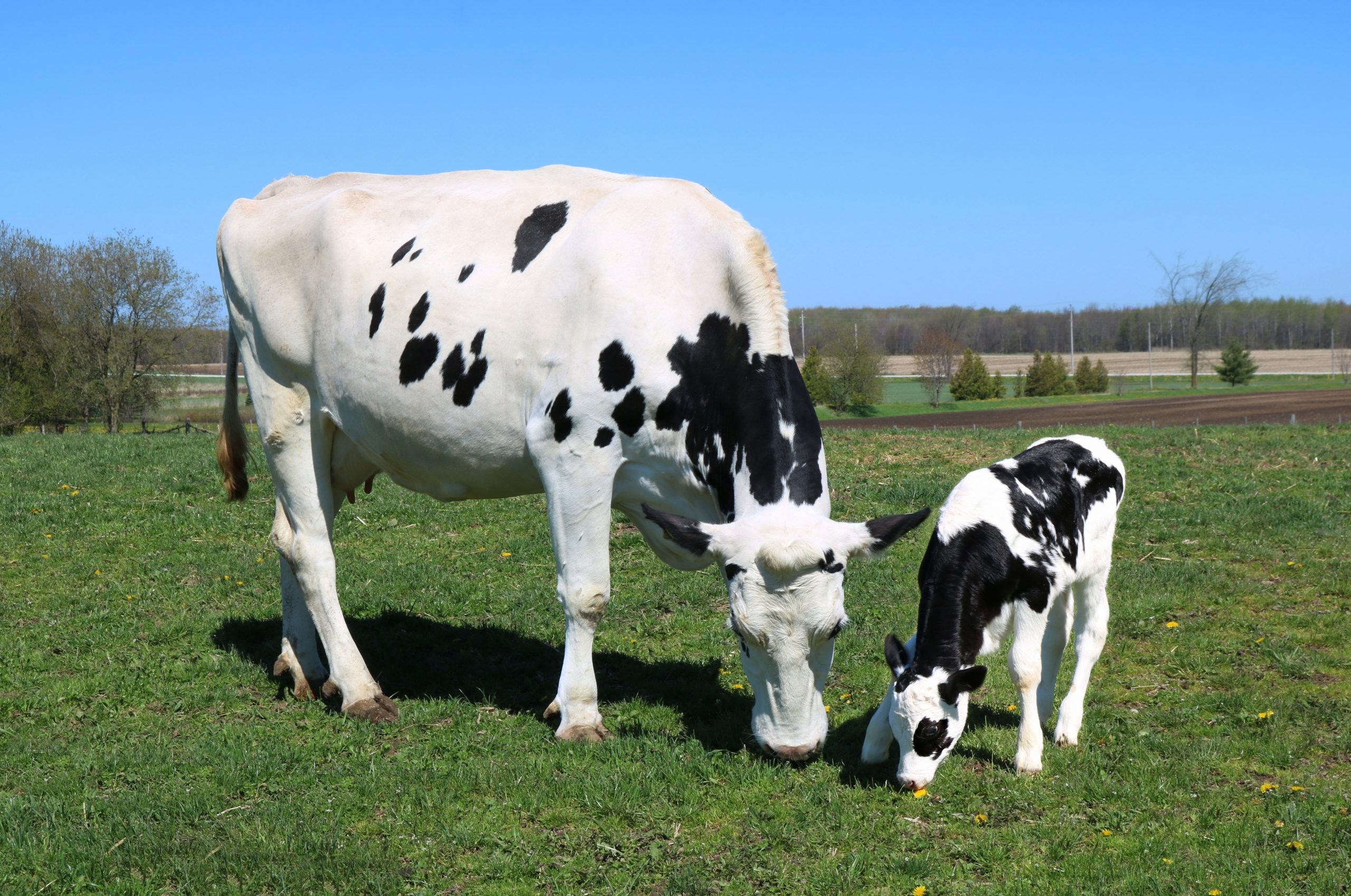 Cow and calf – learn animals and their babies names