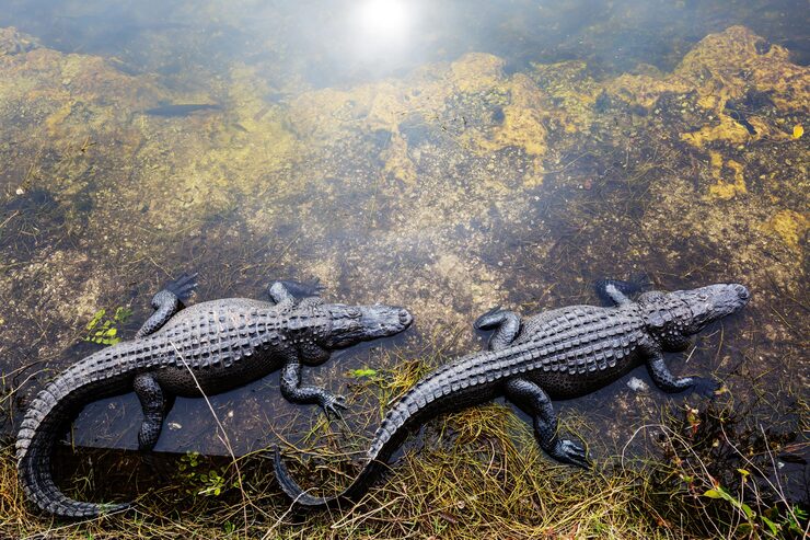 Crocodile and hatchling – baby animal names for kids