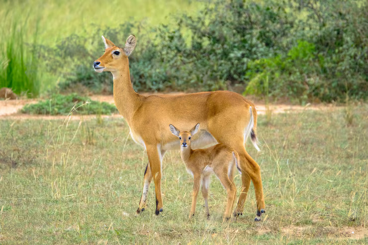 Deer and fawn – baby animal names for kids