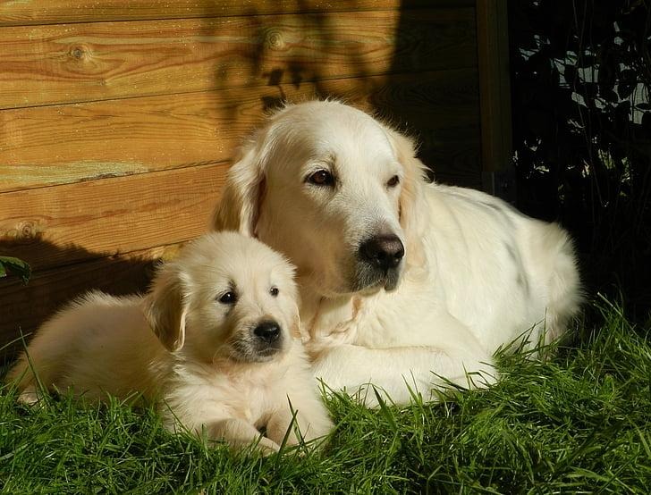 Dog and puppy – animal and baby names for kids