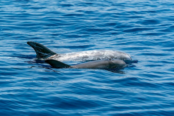 Dolphin and calf – learn animal baby names