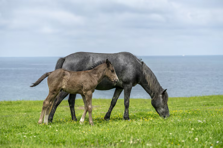 A donkey standing with its young foal