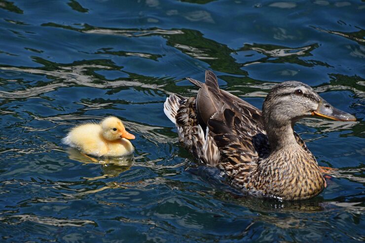 Duck and duckling – learn baby animal names