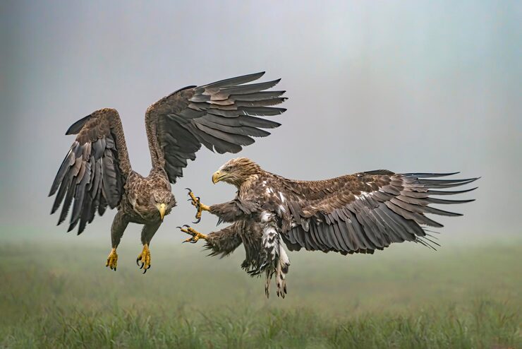 Eagle and eaglet – animals and their babies names for children