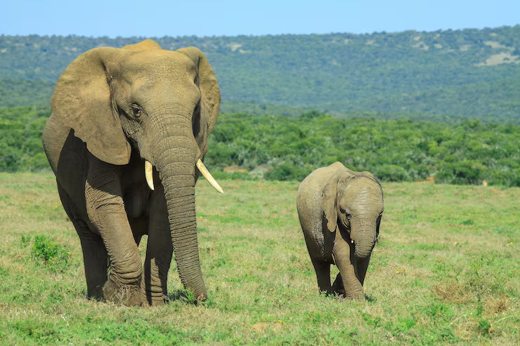 An adult elephant standing with its calf