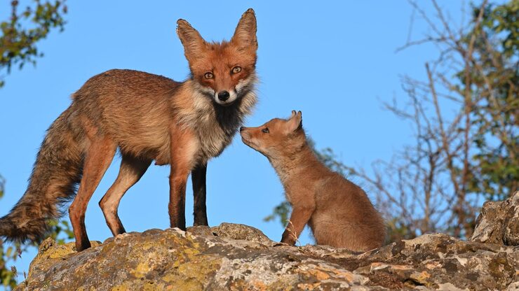 Fox and kit – animals and their babies names for kids