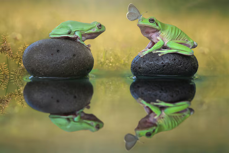 A frog with a tadpole in its early life stage