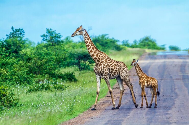A giraffe standing beside its young calf