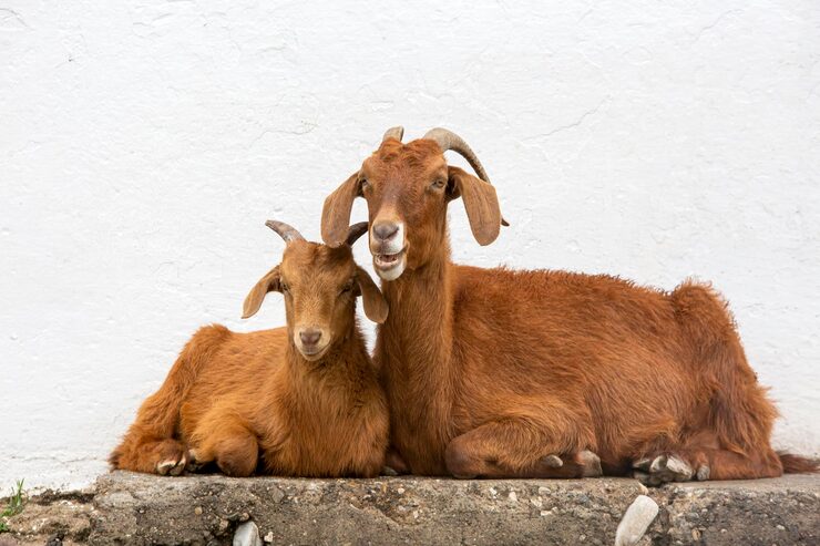 Goat and baby goat – animal baby names for children