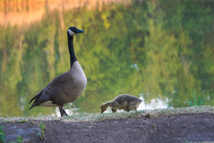 Goose and gosling, illustrating baby animal names for children