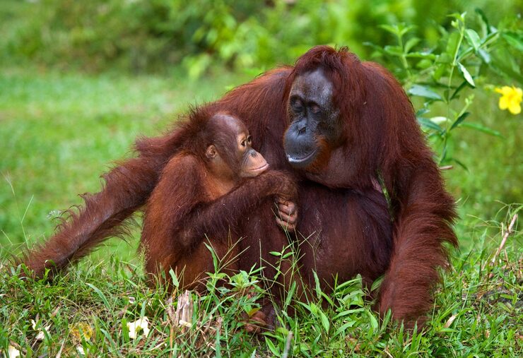 A gorilla caring for its young infant