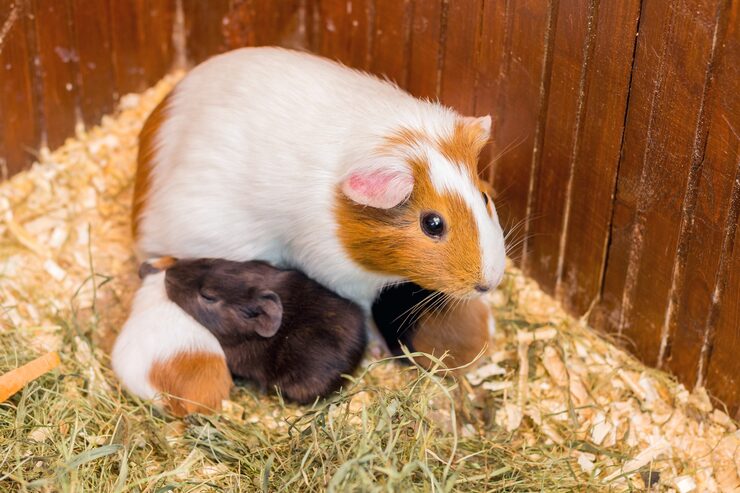 Hamster and pup – learn animals and their babies names