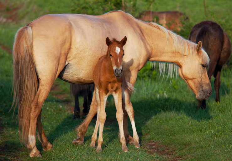 Horse and foal, an example of animals and their babies names