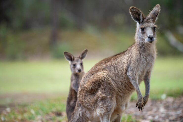 A kangaroo with its young joey