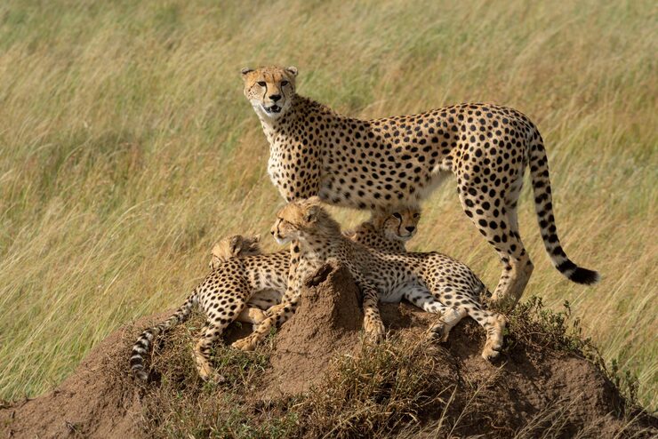 Leopard and cub – learn animal baby names