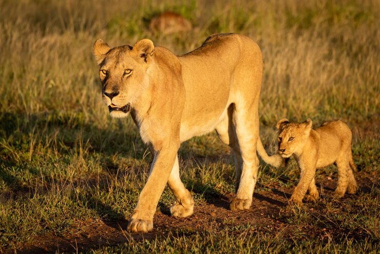 Lion and cub – animals and their babies names for kids