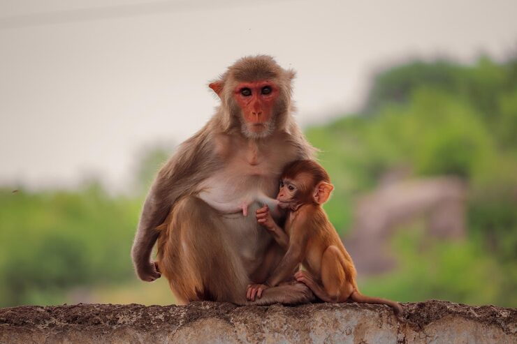 Monkey and baby monkey – animal baby names for children