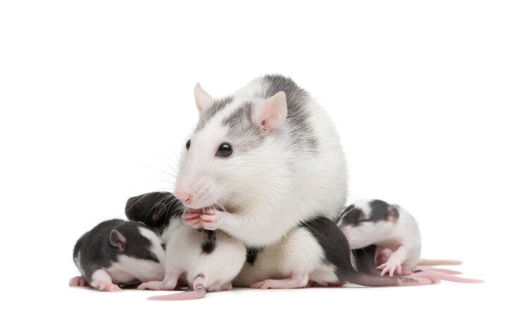 Mouse with its young, showing animals and their babies names