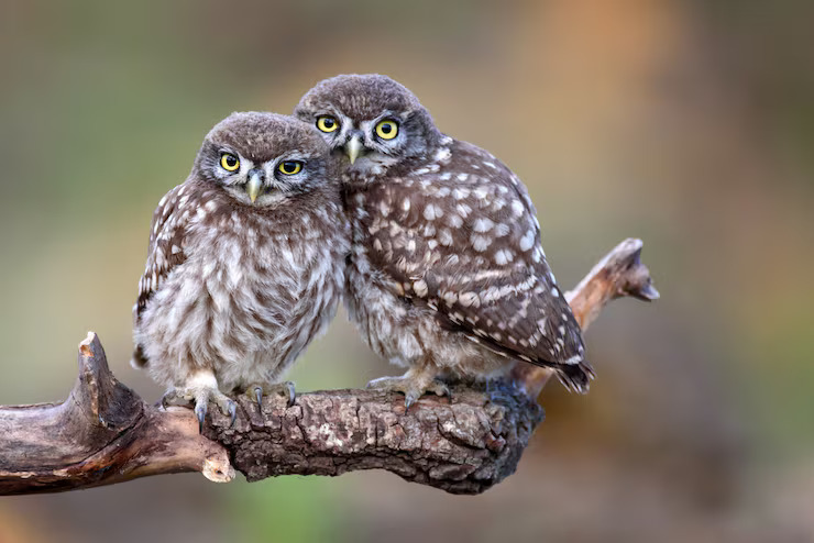 An adult owl with its young owlet