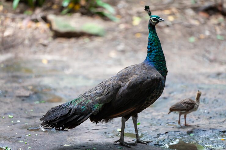 Peacock and chick – animals and their babies names for kids