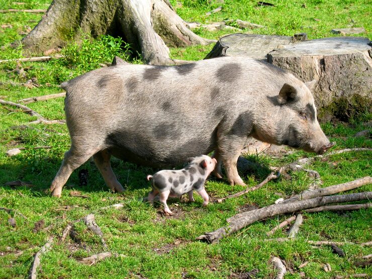 Pig and piglet – animals and their babies names