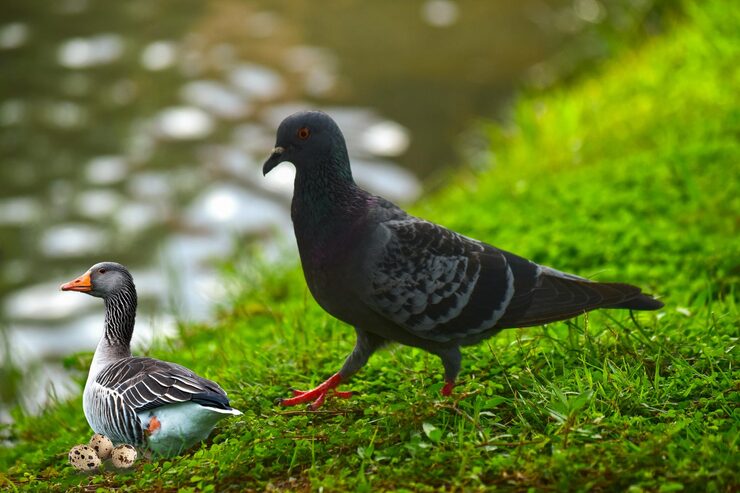 A pigeon with its young squab