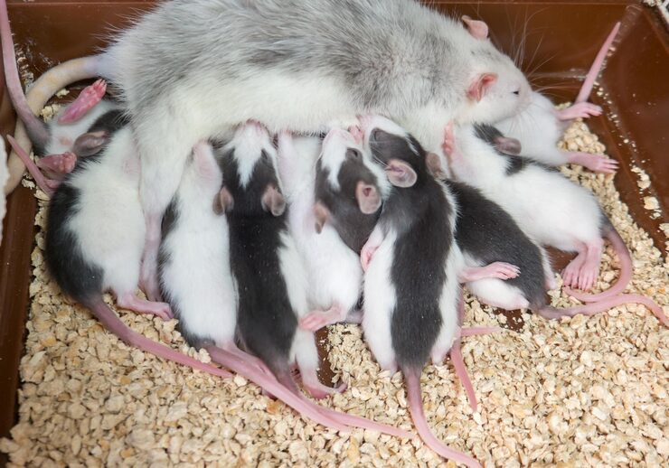 A rat with its young pups