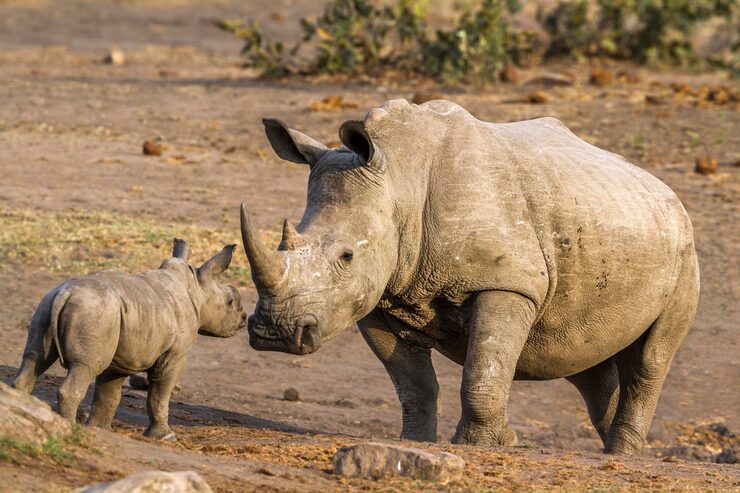 A rhinoceros with its young calf