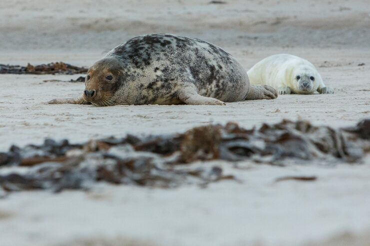 Seal and pup – animals and their babies names