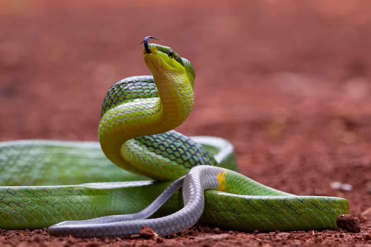 Snake and hatchling – learn animals and their babies names