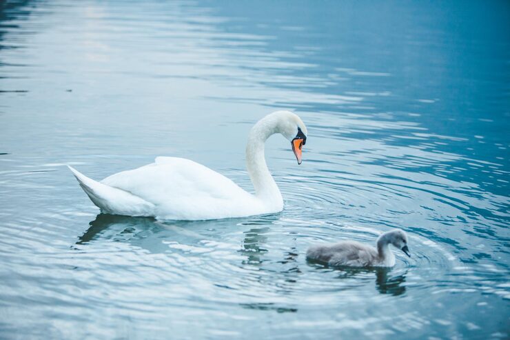 Swan and cygnet – learn baby animal names