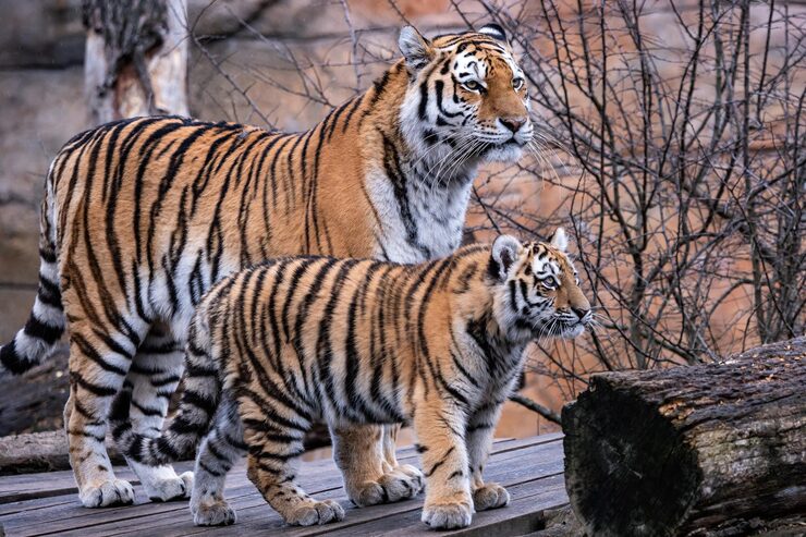 Tiger and cub to help kids learn animals and their babies names