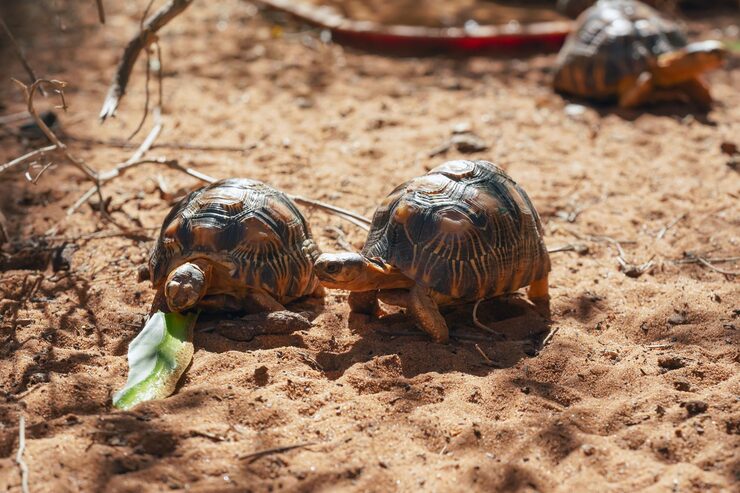 A turtle beside its newly hatched young